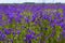 Background blurred landscape view of a field of bluebell flowers