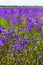 Background blurred landscape view of a field of bluebell flowers