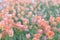 Background blurred spring flowers in pink and green tones. Flower bed of tulips. Abstract