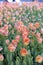 Background blurred spring flowers in pink and green tones. Flower bed of tulips. Abstract. Vertical.