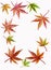 Background Border of Japanese Maple and Acer Leave
