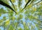 Background bottom view of the crowns and the tops of birch trees stretch to the blue clear sky with bright green young leaves in