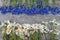 Background of bouquets of beautiful wild flowers of daisies and cornflowers on the background of the old wooden background. Copy