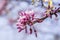 Background branch of Judas tree blossoms