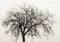 Background. branched tree without leaves with white background