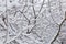 Background of branches of deciduous trees covered with fluffy snow