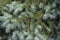 Background of branches with needles of noble evergreen spruce