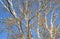 Background of the branches of a silver poplar. Autumn