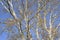 Background of the branches of a silver poplar. Autumn tree.