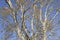 Background of the branches of a silver poplar. Autumn tree.