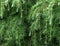 Background Of Branches With Slender Green Needles