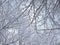 Background of the branches in the snow of dark winter forest