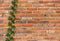 Background of brick wall texture, Surface of brick wall There are vine along the wall