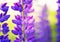 Background of bright beautiful blue lupine flowers grow in the s