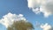 Background of bright blue sky and floating white clouds over the spring tree