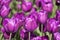 Background of bright burgundy tulips