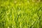 Background with bright green grass