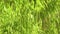 Background of bright green grass. Green grass close-up