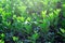 Background of bright green leaves of a plant. Green fence, park decor