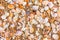 Background with bright orange sand and tropical seashells