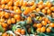 Background bright orange yellow sea buck thorn berries on the branch with green leaves Hippophae Rhamnoides. Healthy snack alter