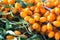 Background bright orange yellow sea buck thorn berries on the branch with green leaves Hippophae Rhamnoides. Healthy snack alter