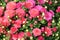 Background of bright pink flowers on green leaves of plants in flower garden