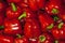 Background - bright red fruits of capsicum bell pepper