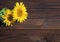 background of bright summer flower sunflower yellow on old wooden surface