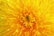background of bright sun yellow dandelion flower is fragrant nectar closeup