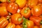 Background - bright yellow fruits of capsicum bell pepper