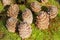 Background of brown cedar cones on a green moss