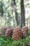 Background of brown cedar cones on a green moss