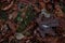 Background with a brown maple leaf lying on a carpet of fallen leaves and green moss.