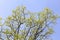Background budding leaves of an oak tree,blue sky