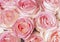 background of buds of fresh pink roses, postcard, congratulations