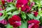 Background of burgundy pansies. Beautiful design of flower beds in the summer