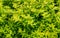 Background bush dense light green long leaves Spirea