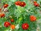 Background of bush of flowering French marigold, top view