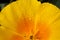 Background of californian golden poppy closeup with rain drops