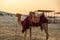 The background of camel at Desert Safari Camel Ride when the sunset in the evening as a landmark for desert activities