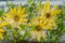 Background of camomile, inula flower and Coleus leaves frozen in ice