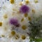 Background of, camomile,  pink flower   frozen in ice