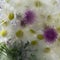 Background of, camomile,  pink flower   frozen in ice