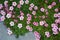 Background carpet of pink spring green ground cover flowers. Alpine hill. Flowers texture