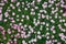 Background carpet of pink spring green ground cover flowers. Alpine hill. Flowers texture