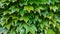 Background - carved shiny green leaves of wild grapes