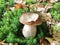 Background cep mushroom growing on perfect natural designed forest floor