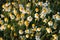 Background with chamomile flowers. Flower texture. Focusing on the central daisy