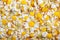 Background of chamomile flowers - Matricaria recutita, blooming spring flowers scattered